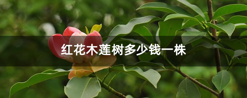 红花木莲树多少钱一株 红花木莲树多少钱一株