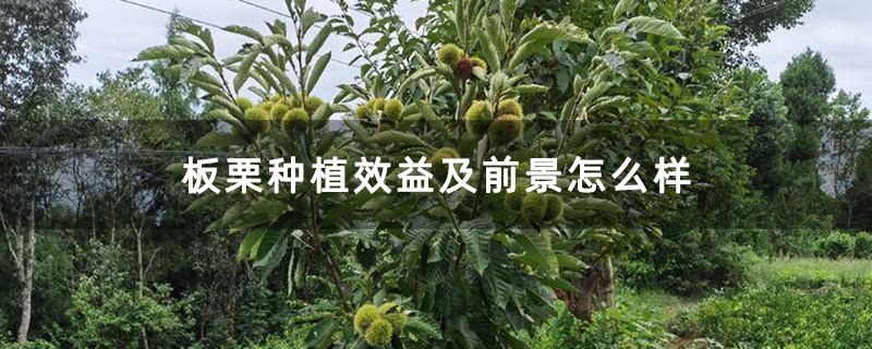 5年板栗树 5年板栗树