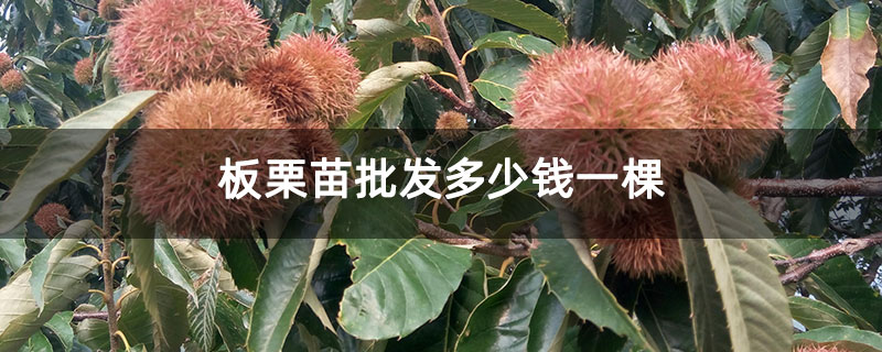 板栗苗批发多少钱一棵 板栗苗批发多少钱一棵