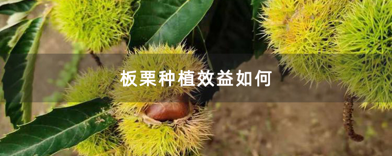 板栗种植效益如何 板栗种植效益如何