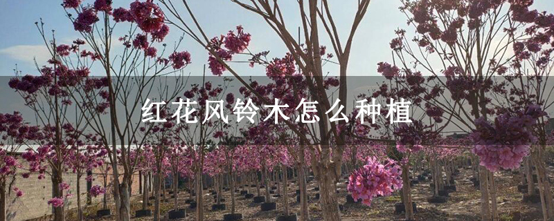 红花风铃木怎么种植 红花风铃木怎么种植