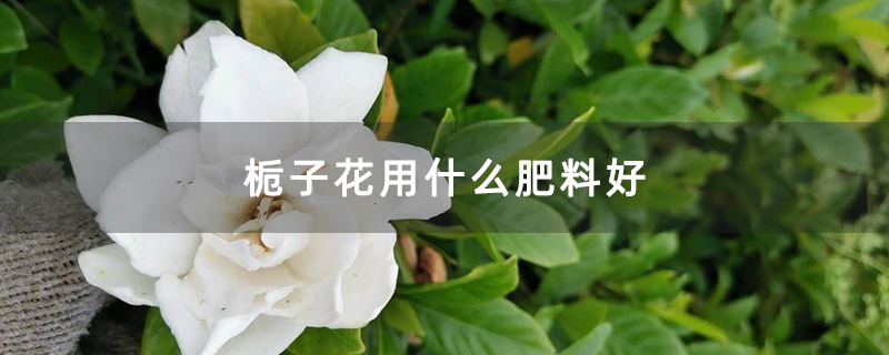 栀子花用什么肥料好 栀子花用什么肥料好