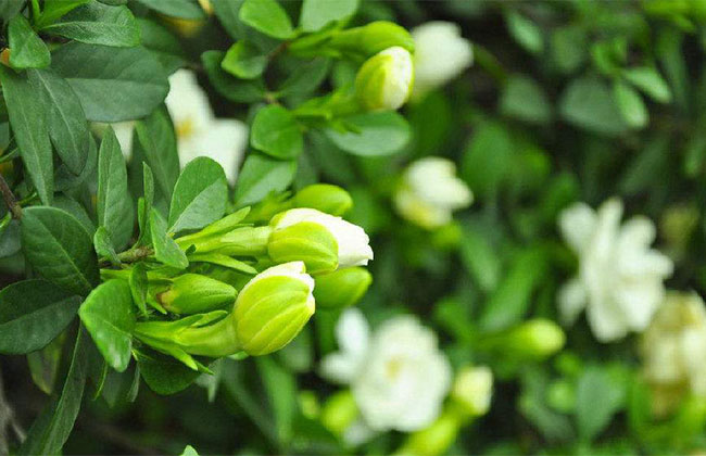 栀子花的花语是什么?栀子花的寓意和象征 栀子花的花语是什么?栀子花的寓意和象征