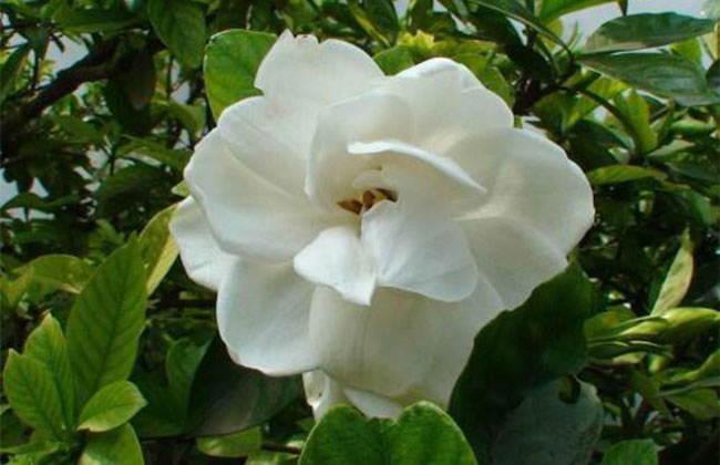 栀子花的花语是什么?栀子花的寓意和象征 栀子花的花语是什么?栀子花的寓意和象征