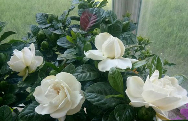 栀子花的花语是什么?栀子花的寓意和象征g 栀子花的花语是什么?栀子花的寓意和象征g