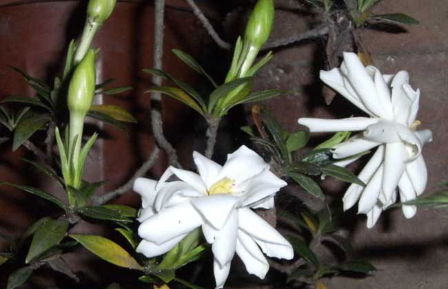栀子花的花语是什么?栀子花的寓意和象征 栀子花的花语是什么?栀子花的寓意和象征