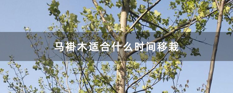 马褂木大树 马褂木大树