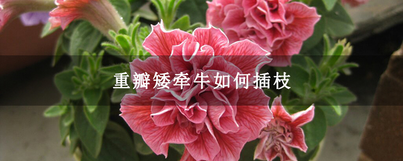 重瓣矮牵牛如何插枝 重瓣矮牵牛如何插枝