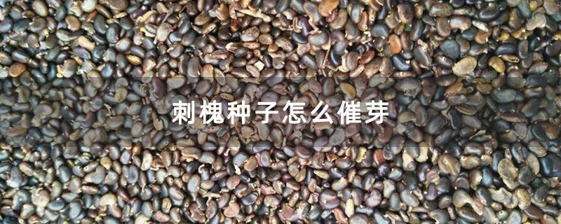 刺槐种子 刺槐种子