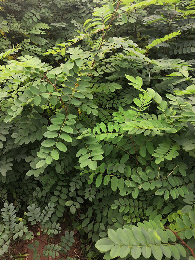 刺槐的价格多少钱一棵?刺槐的种植方法 刺槐的价格多少钱一棵?刺槐的种植方法