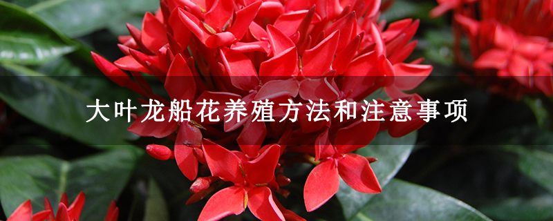 大叶龙船花养殖方法和注意事项 大叶龙船花养殖方法和注意事项