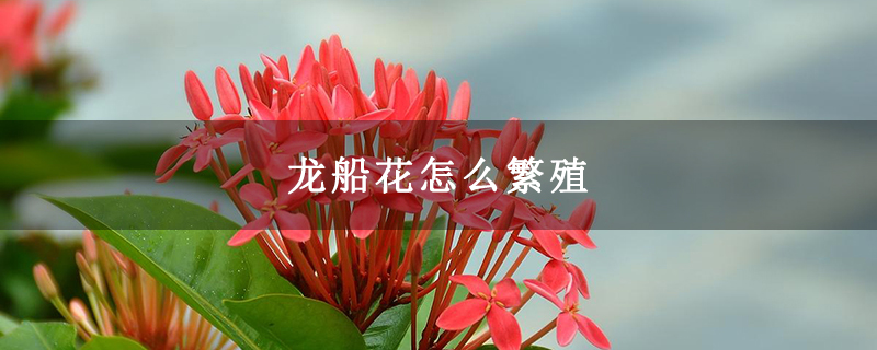 龙船花怎么繁殖 龙船花怎么繁殖