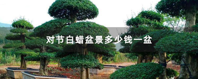 对节白蜡盆景多少钱一盆 对节白蜡盆景多少钱一盆