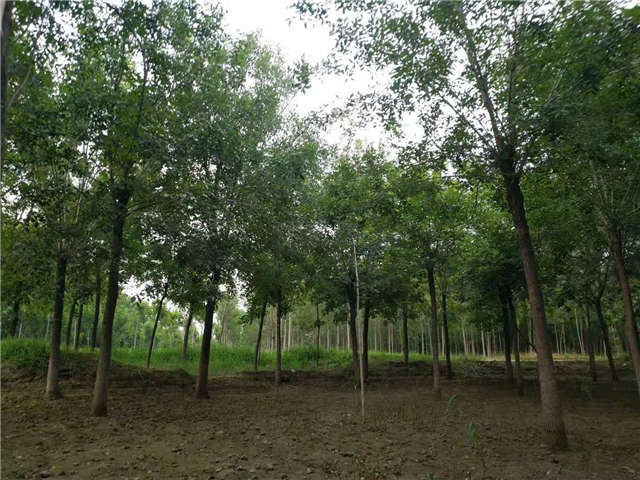 沭阳长景园林白蜡种植基地实拍图片 沭阳长景园林白蜡种植基地实拍图片
