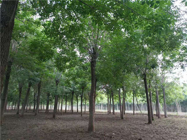 沭阳长景园林白蜡种植基地实拍图片 沭阳长景园林白蜡种植基地实拍图片