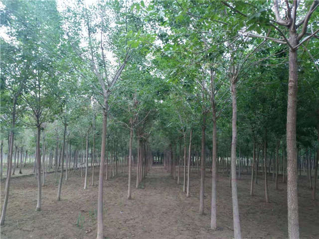 沭阳长景园林白蜡种植基地实拍图片 沭阳长景园林白蜡种植基地实拍图片