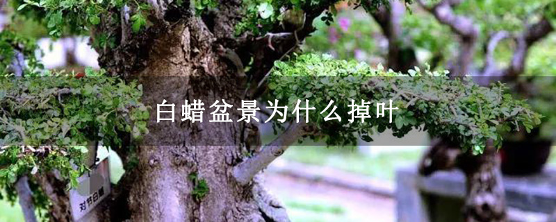 白蜡盆景为什么掉叶 白蜡盆景为什么掉叶