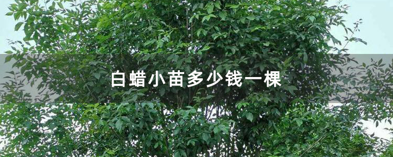 白蜡小苗多少钱一棵 白蜡小苗多少钱一棵