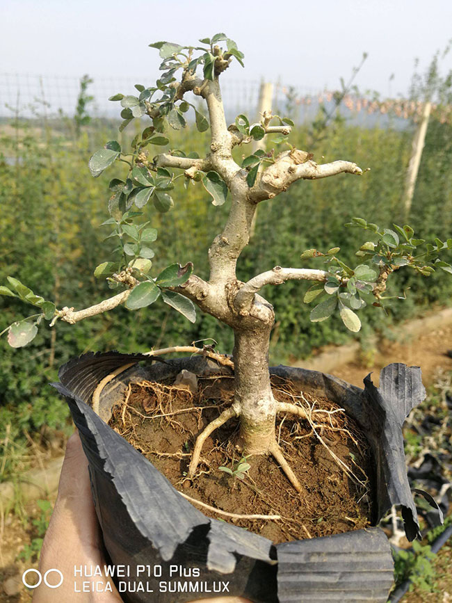 对节白蜡多少钱一棵?2020对节白蜡价格最新价格 对节白蜡多少钱一棵?2020对节白蜡价格最新价格