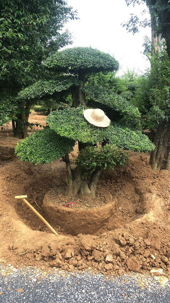 对节白蜡多少钱一棵?2020对节白蜡价格最新价格 对节白蜡多少钱一棵?2020对节白蜡价格最新价格