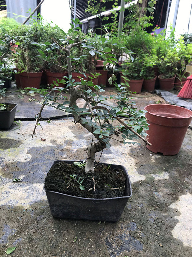1585124689175386.jpg 对节白蜡多少钱一棵?2020对节白蜡价格最新价格