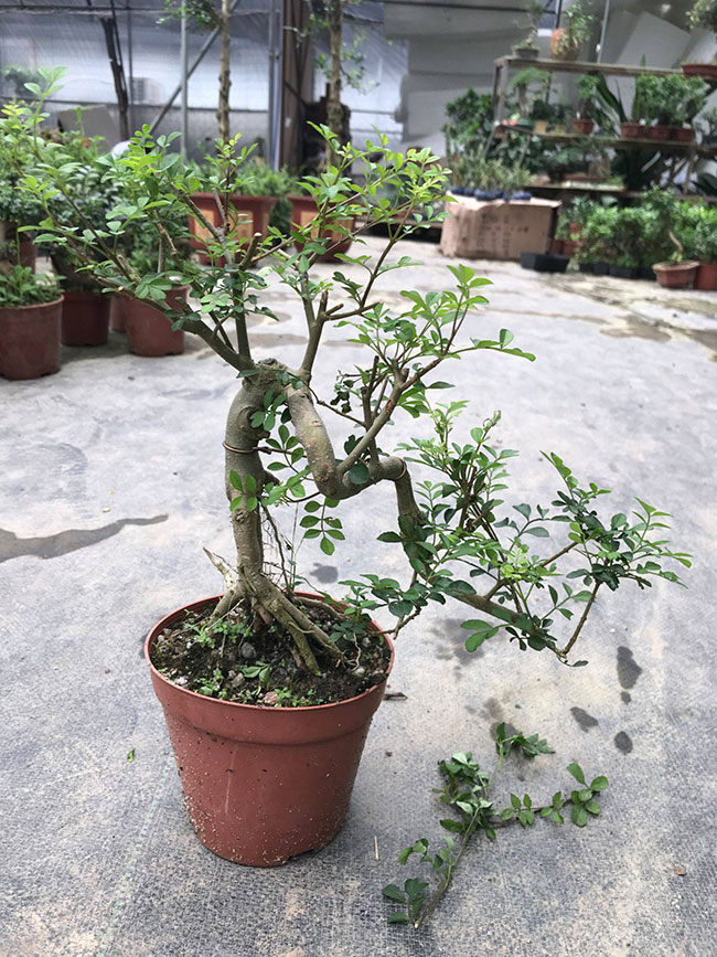 对节白蜡多少钱一棵?2020对节白蜡价格最新价格 对节白蜡多少钱一棵?2020对节白蜡价格最新价格