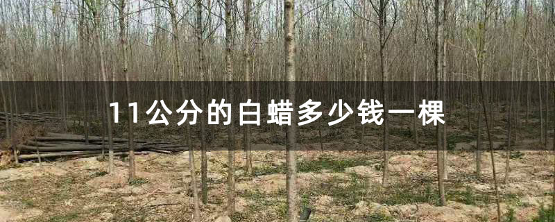 11公分的白蜡多少钱一棵 11公分的白蜡多少钱一棵