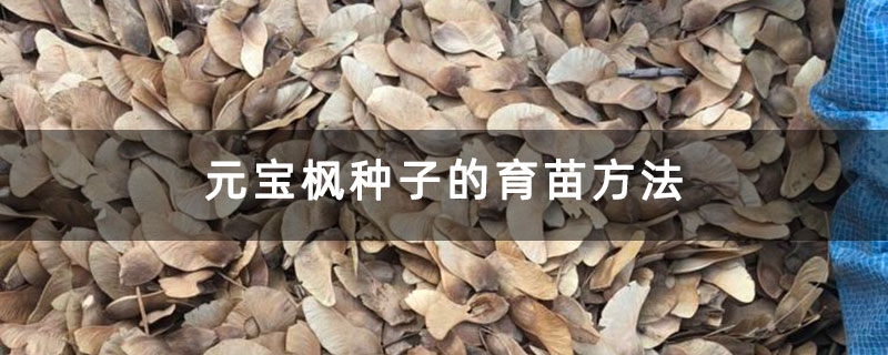元宝枫种子的育苗方法