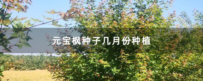 元宝枫种植基地实拍图