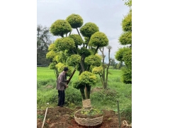 亮晶女贞造型树