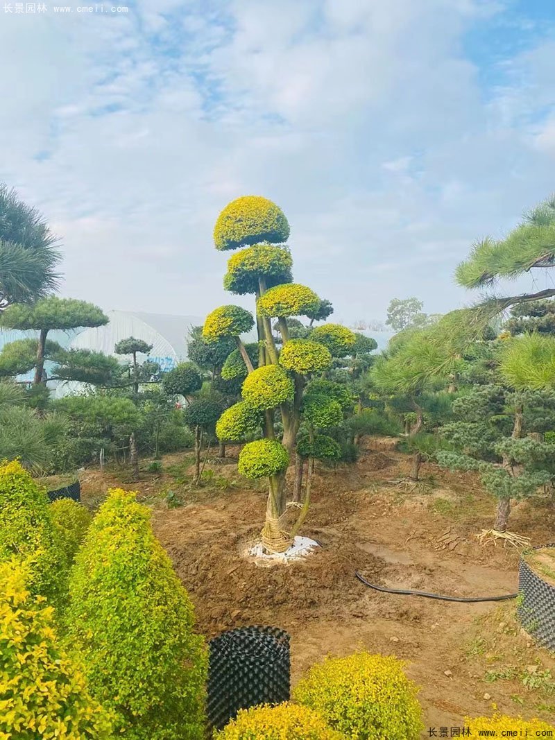 亮晶女贞造型树庭院树金色高档高贵苗木