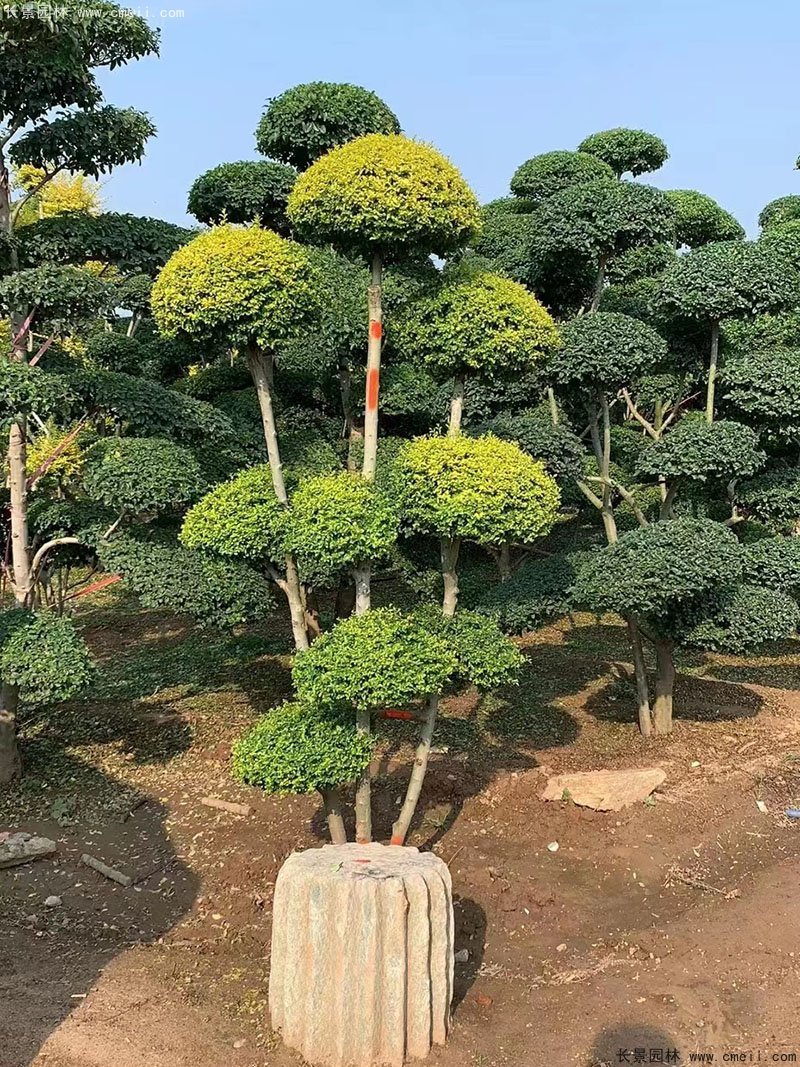 亮晶女贞造型树庭院树金色高档高贵苗木