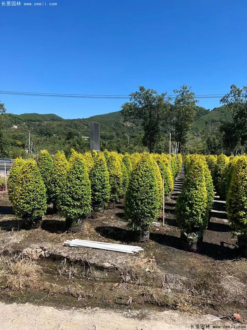 亮晶女贞造型树庭院树金色高档高贵苗木