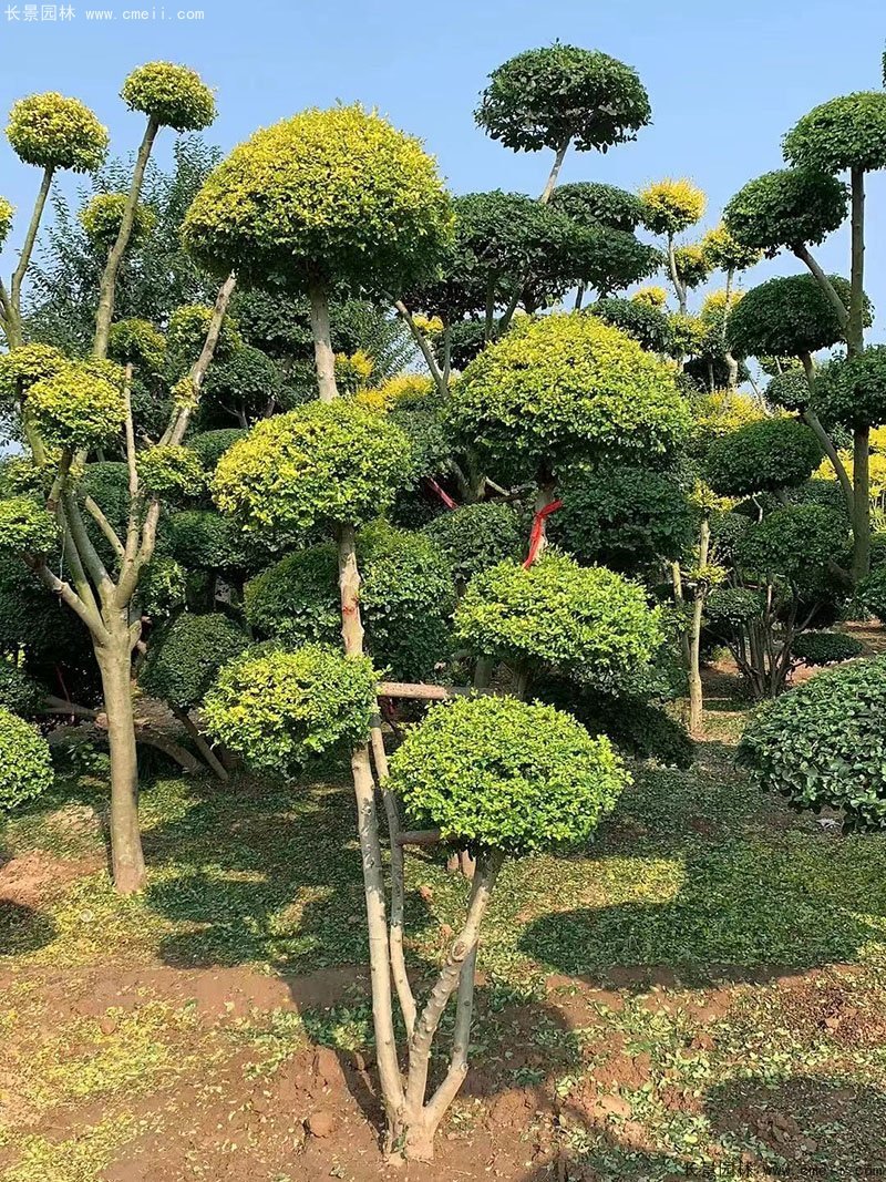 亮晶女贞造型树庭院树金色高档高贵苗木