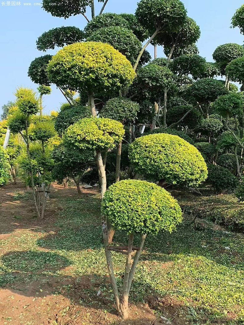 亮晶女贞造型树庭院树金色高档高贵苗木