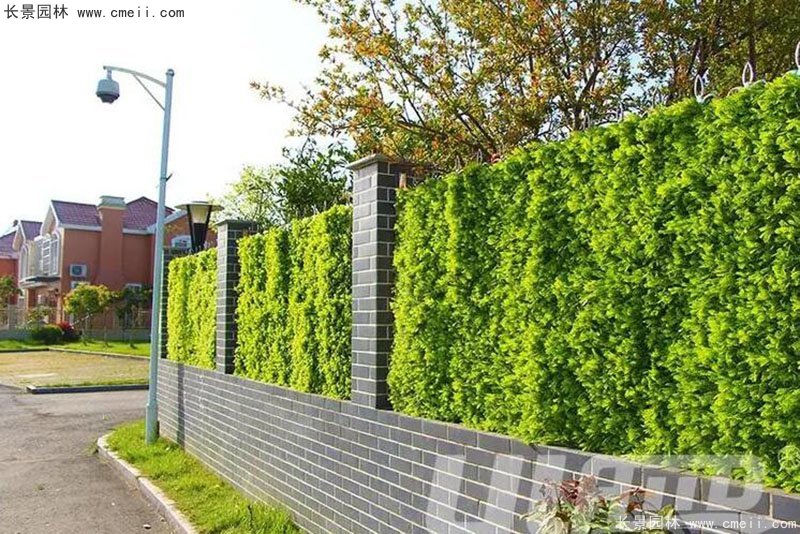 别墅庭院子植物墙围挡绿篱笆