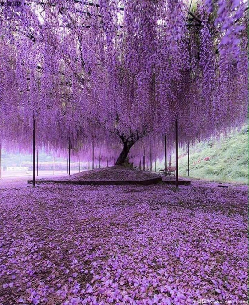 别墅庭院子植物日系日本紫藤长廊架