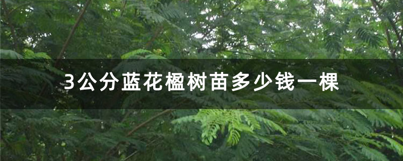 3公分蓝花楹树苗多少钱一棵 3公分蓝花楹树苗多少钱一棵