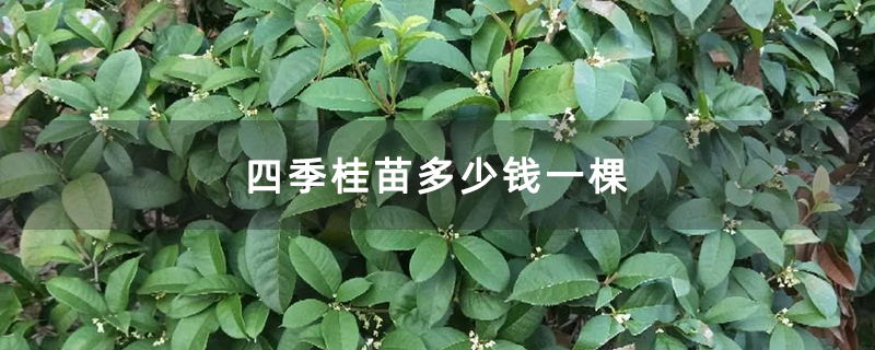 四季桂苗多少钱一棵 四季桂苗多少钱一棵