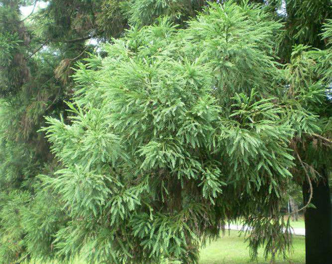 日本柳杉如何种植?日本柳杉栽培技术 日本柳杉如何种植?日本柳杉栽培技术