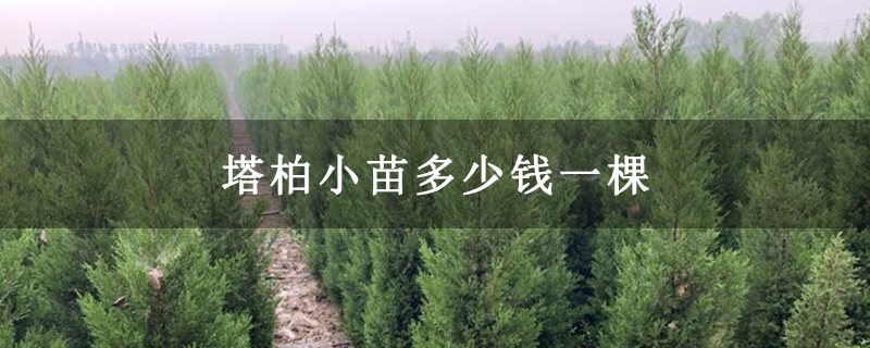 塔柏小苗多少钱一棵 塔柏小苗多少钱一棵