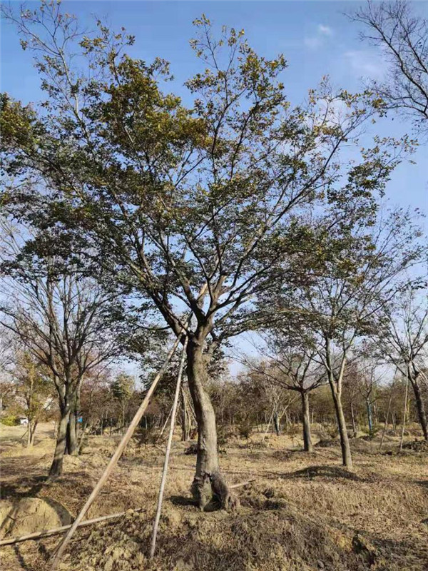 朴树基地实拍图片