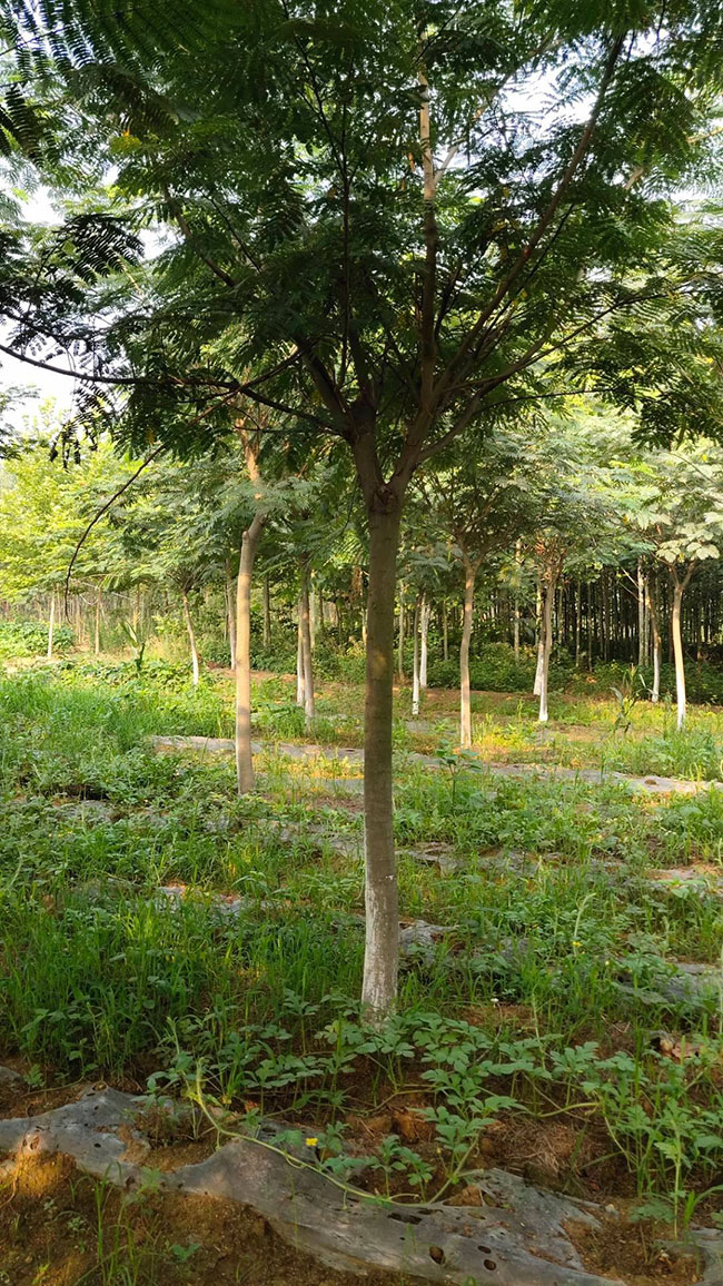 合欢树 合欢树