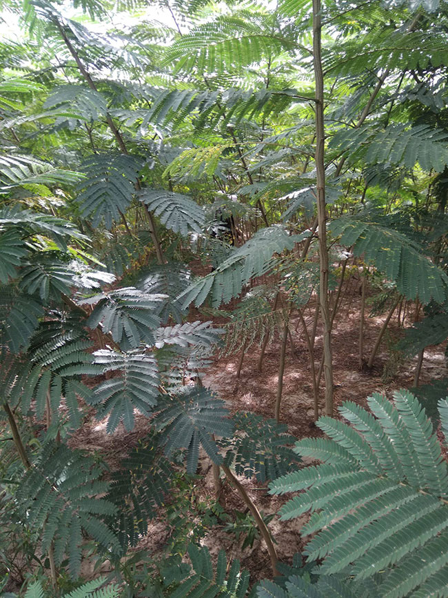 合欢树 合欢树