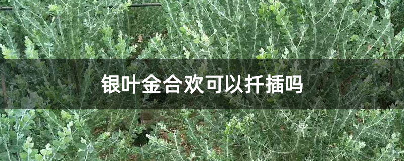 银叶金合欢可以扦插吗 银叶金合欢可以扦插吗