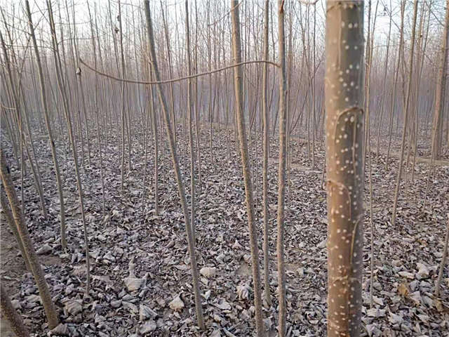 速生杨种植基地实拍 速生杨种植基地实拍