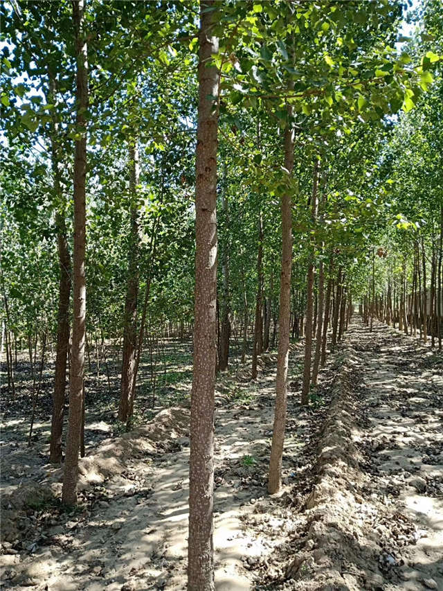 速生杨种植基地实拍 速生杨种植基地实拍