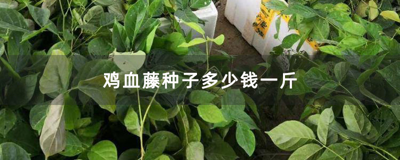 鸡血藤小苗 鸡血藤小苗