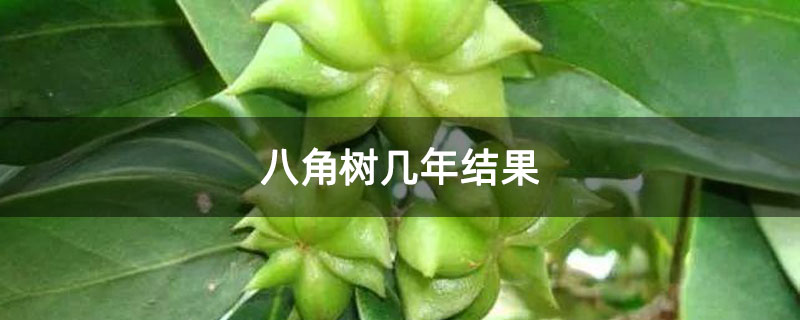 八角树几年结果 八角树几年结果