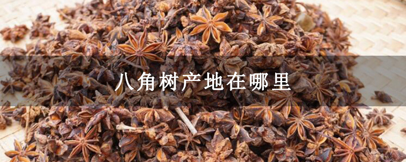 八角树产地在哪里 八角树产地在哪里